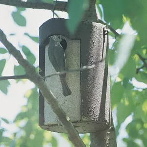 1-1-4-inch-tree-trunk-birdhouse 1 1/4 Inch Tree Trunk Birdhouse
