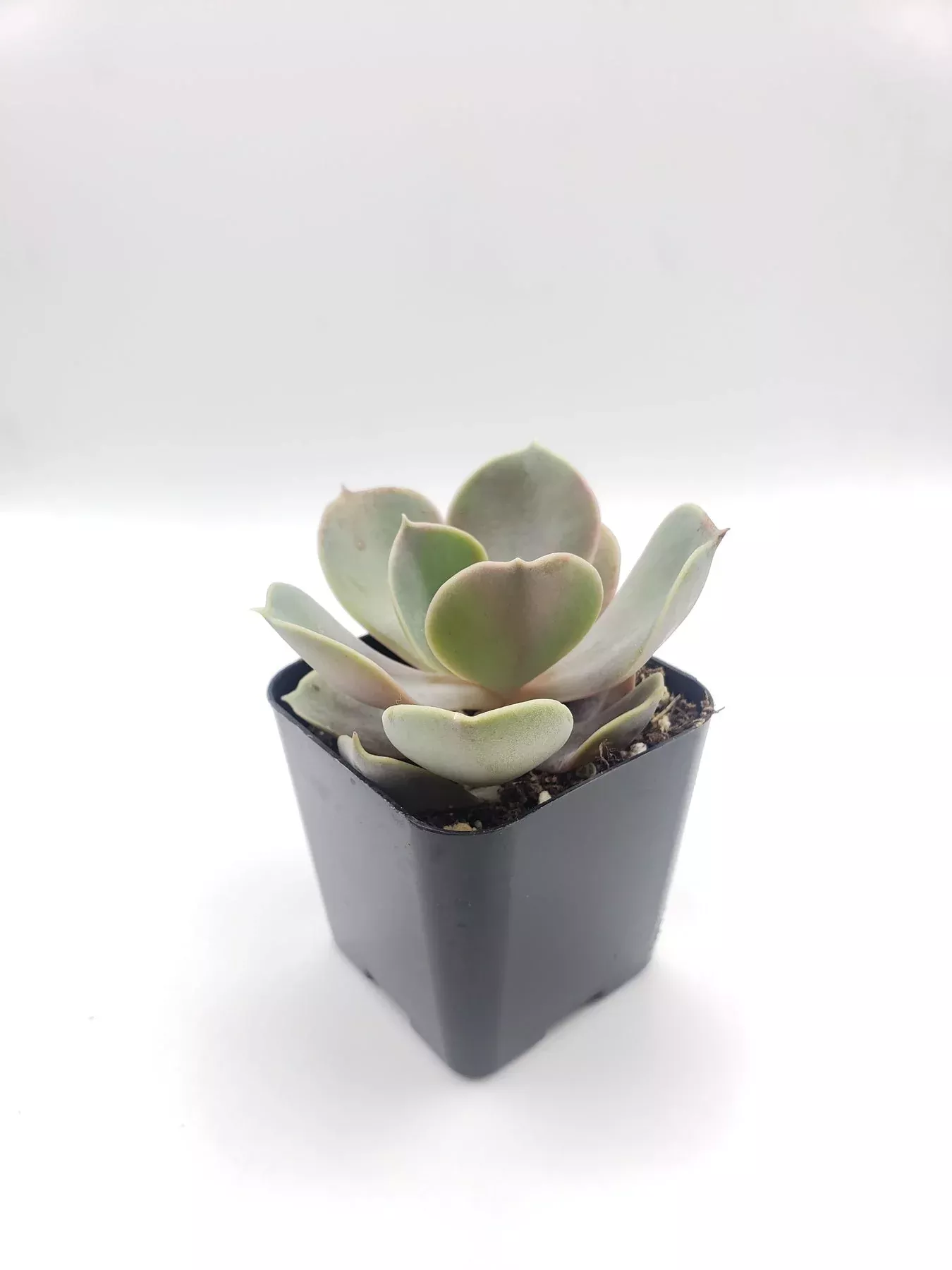 1-echeveria-perle-von-nurnberg #1 Echeveria Perle von Nurnberg