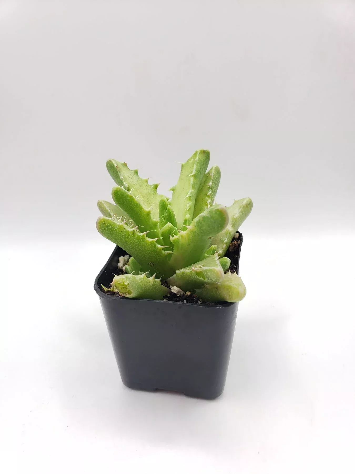 103-variegated-faucaria-tiger-jaw #103 Variegated Faucaria Tiger Jaw