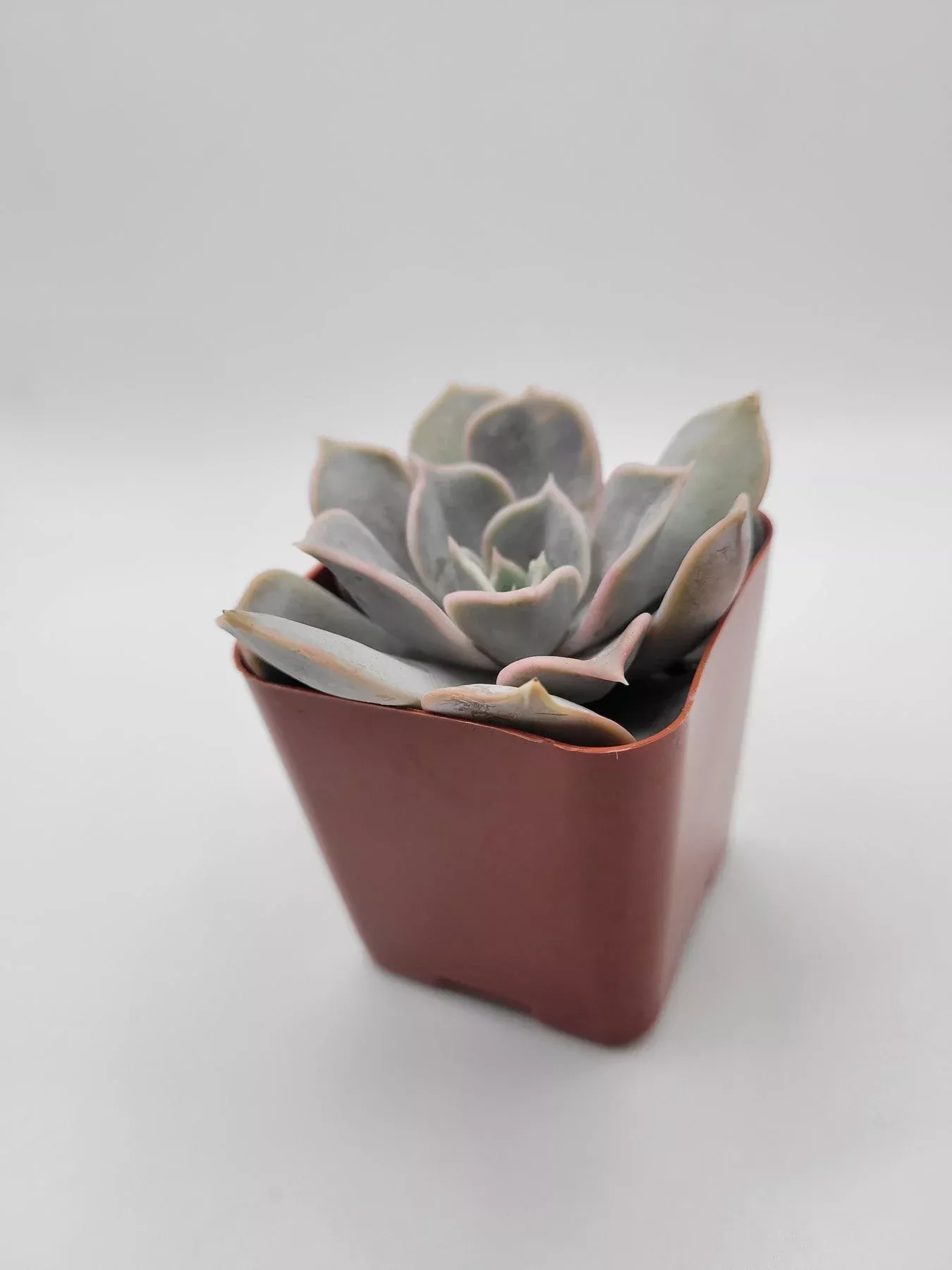 109-echeveria-lilacina-aka-ghost-echeveria #109 Echeveria Lilacina aka Ghost Echeveria