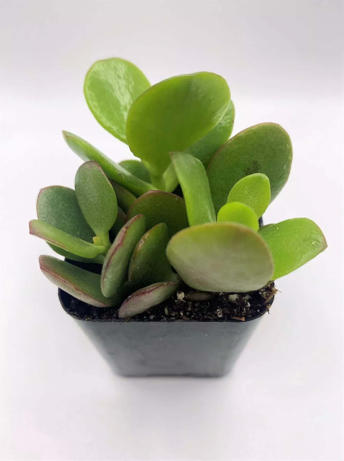 12-crassula-mini-jade #12 Crassula Mini Jade
