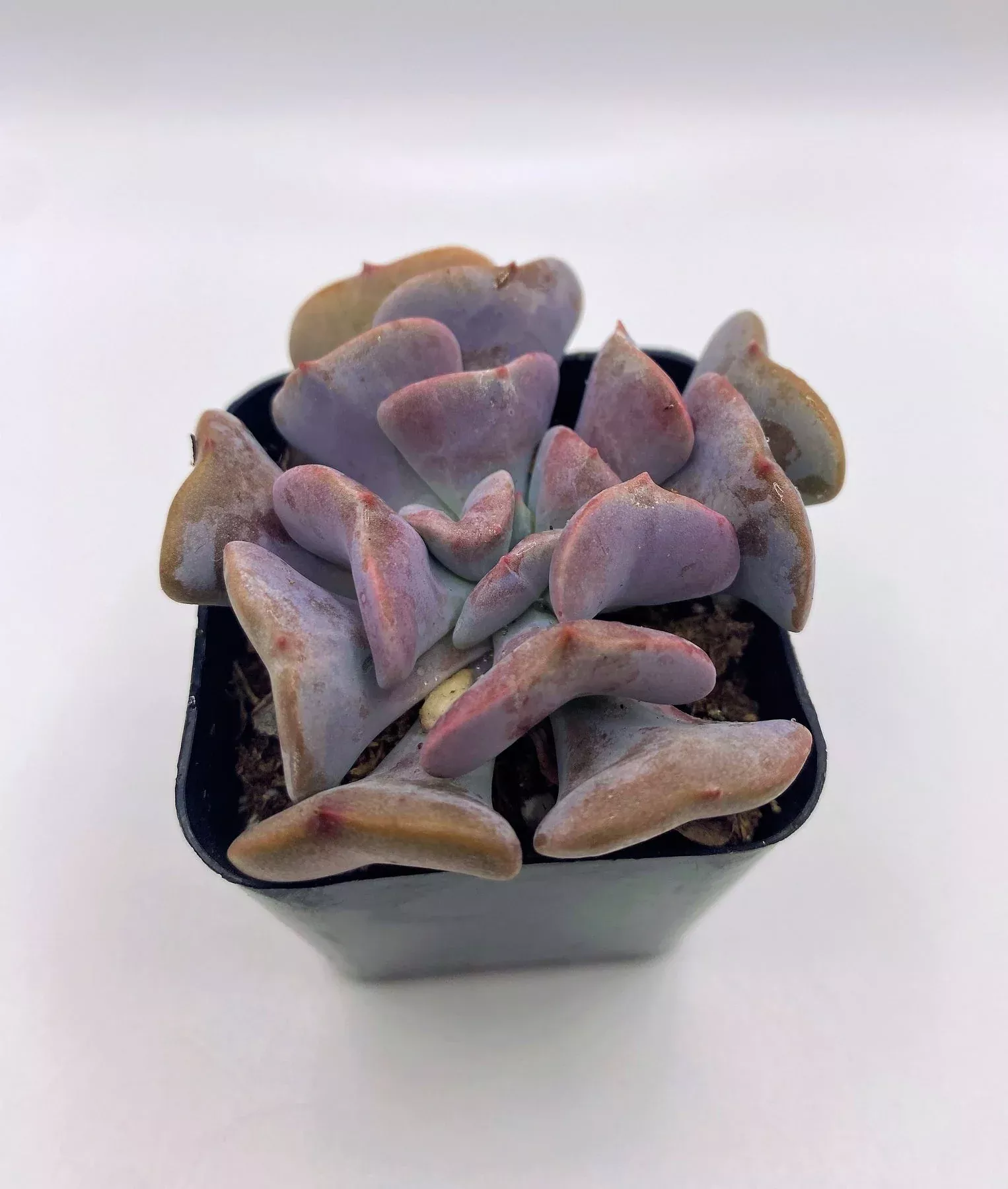 13-echeveria-cubic-frost #13 Echeveria Cubic Frost