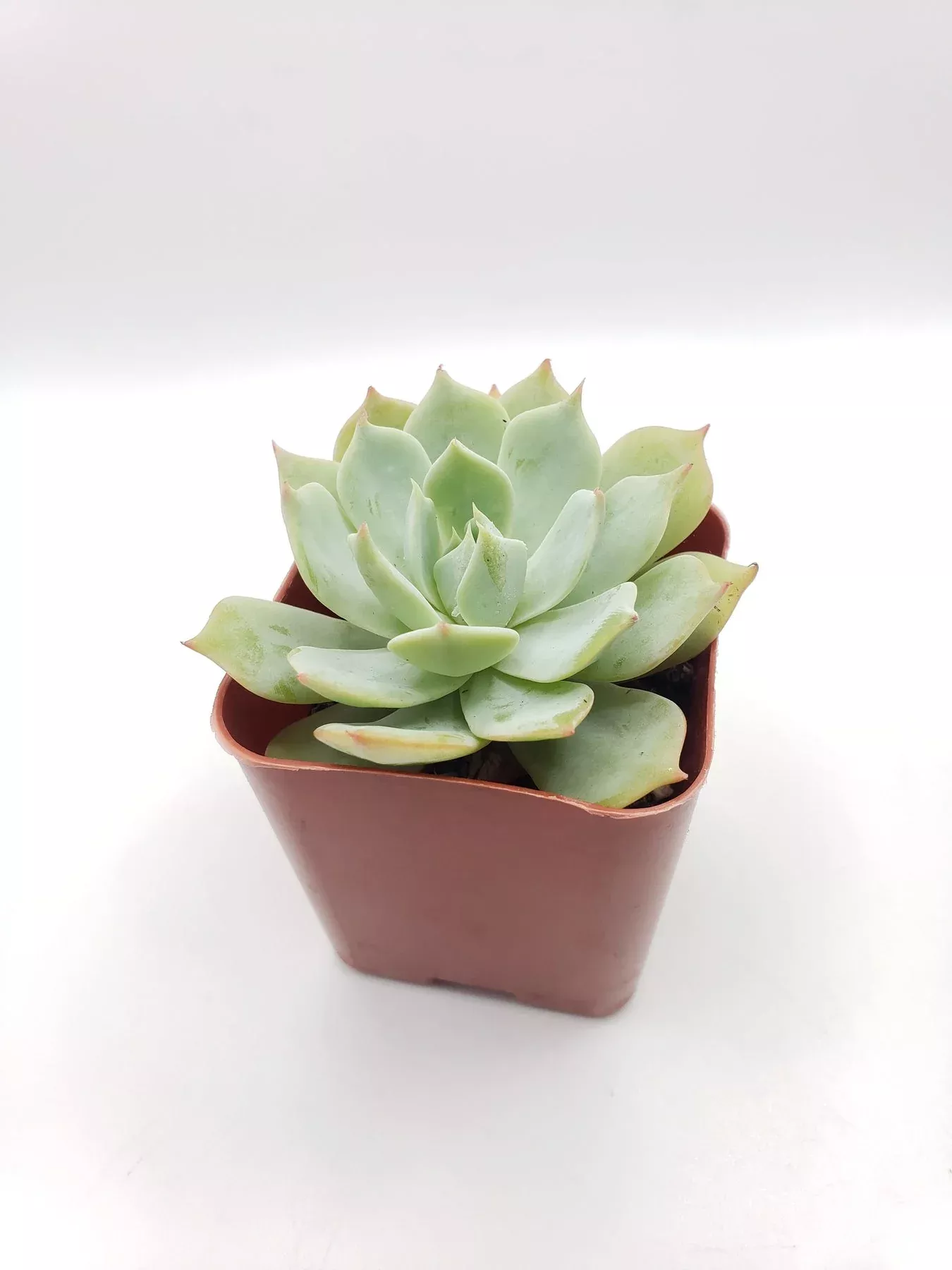 16-echeveria-light-green #16 Echeveria Light Green