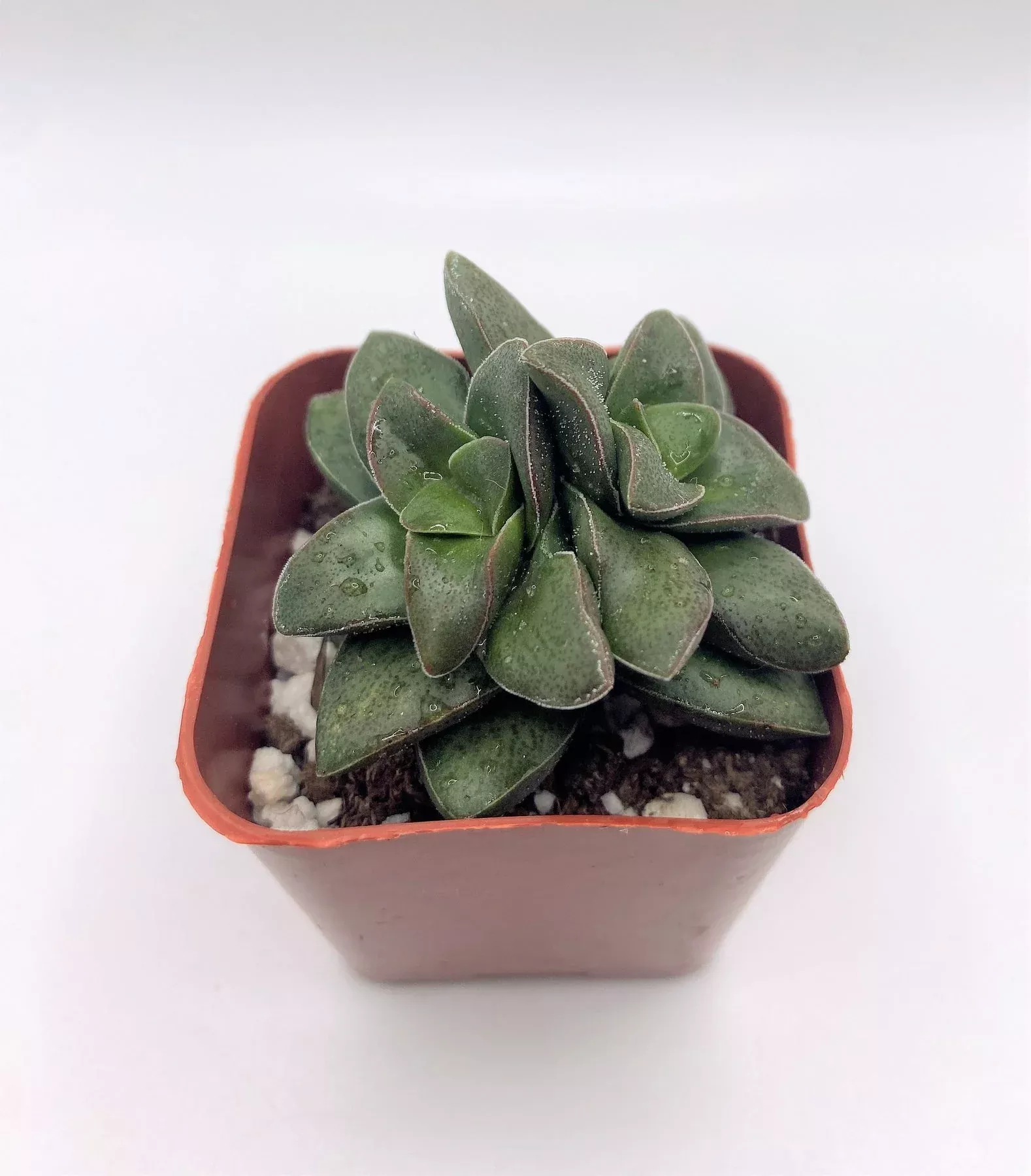 17-crassula-springtime #17 Crassula Springtime