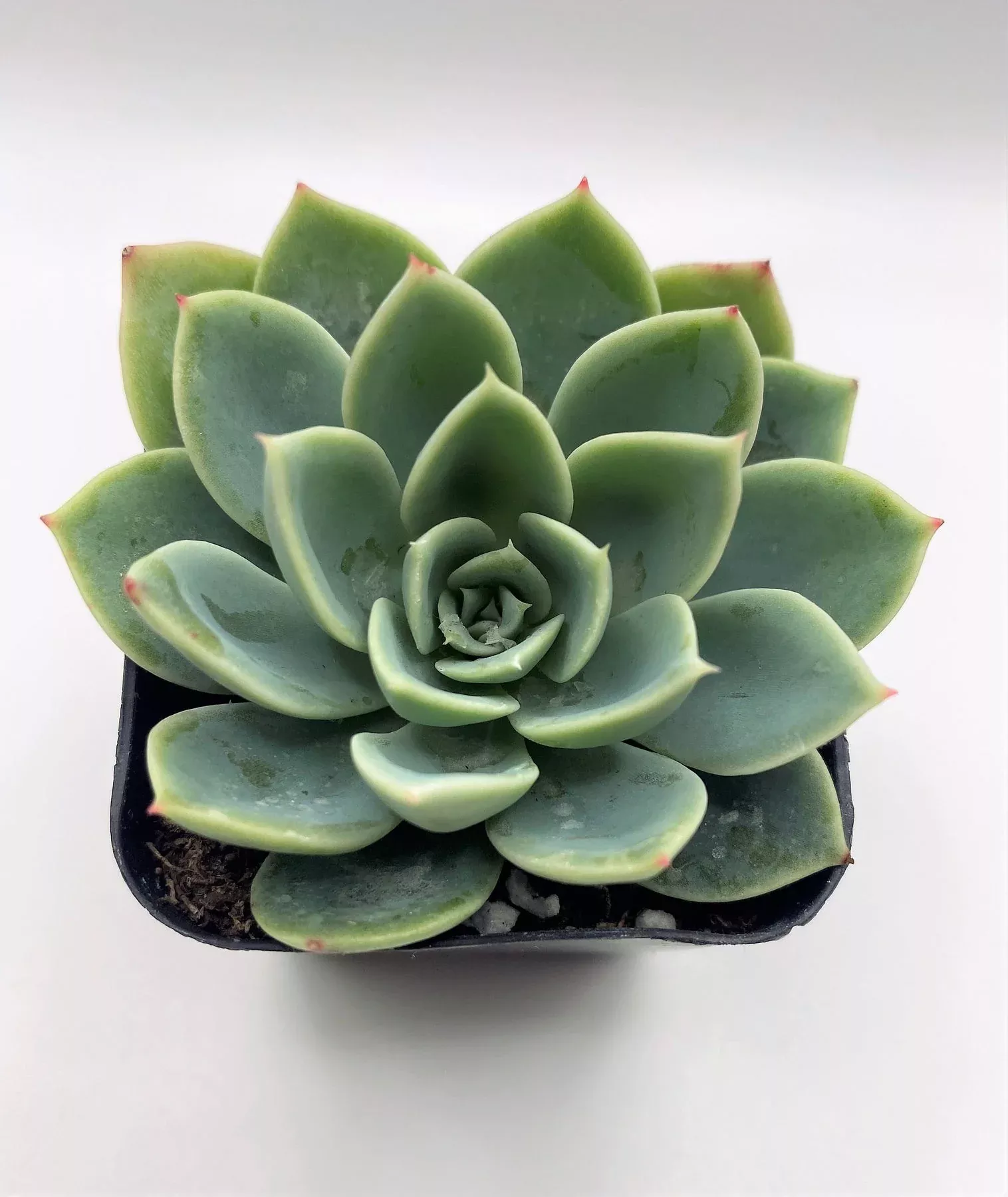 18-echeveria-blue-atoll #18 Echeveria Blue Atoll