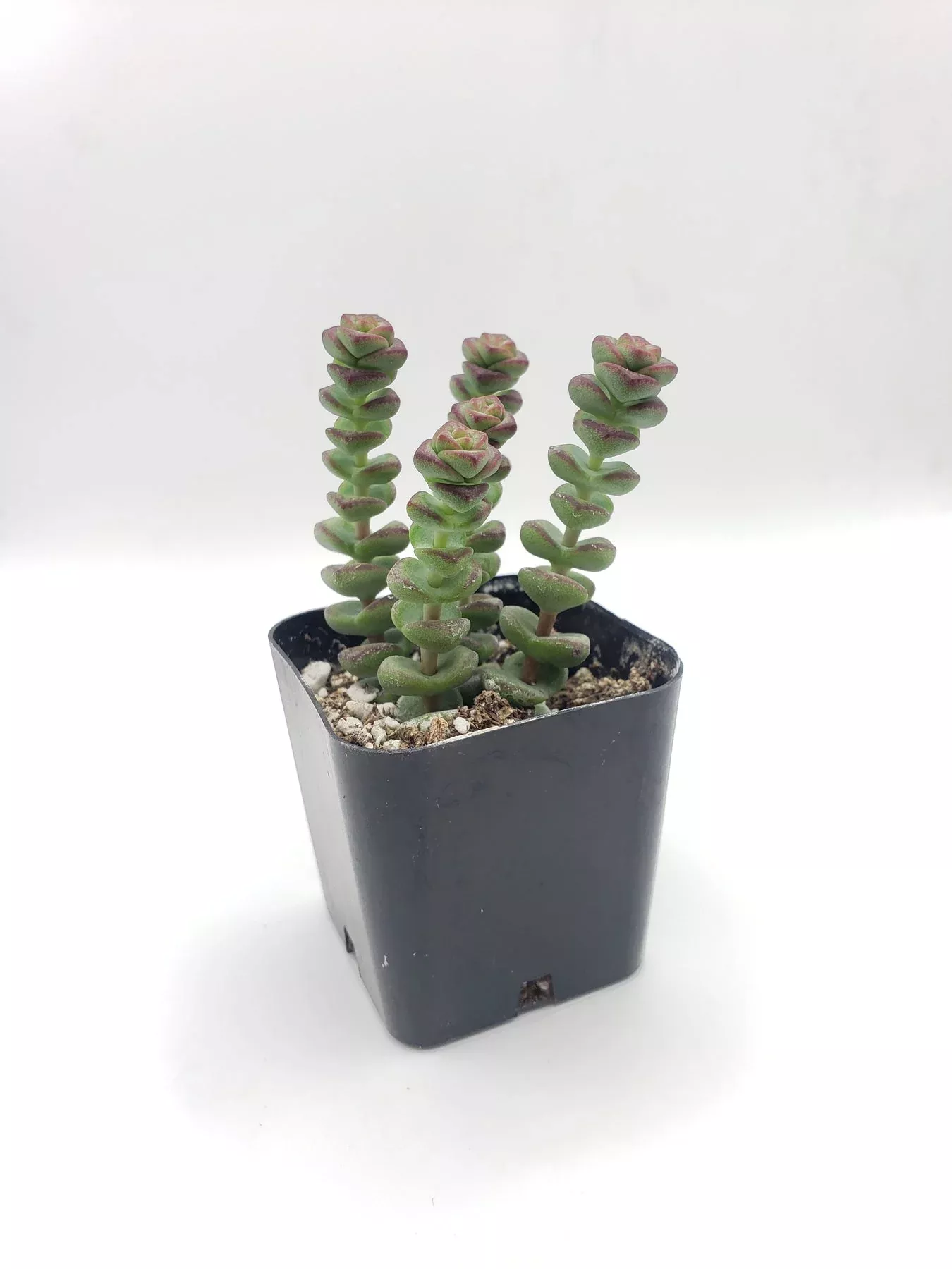 2-crassula-baby-necklace #2 Crassula Baby Necklace