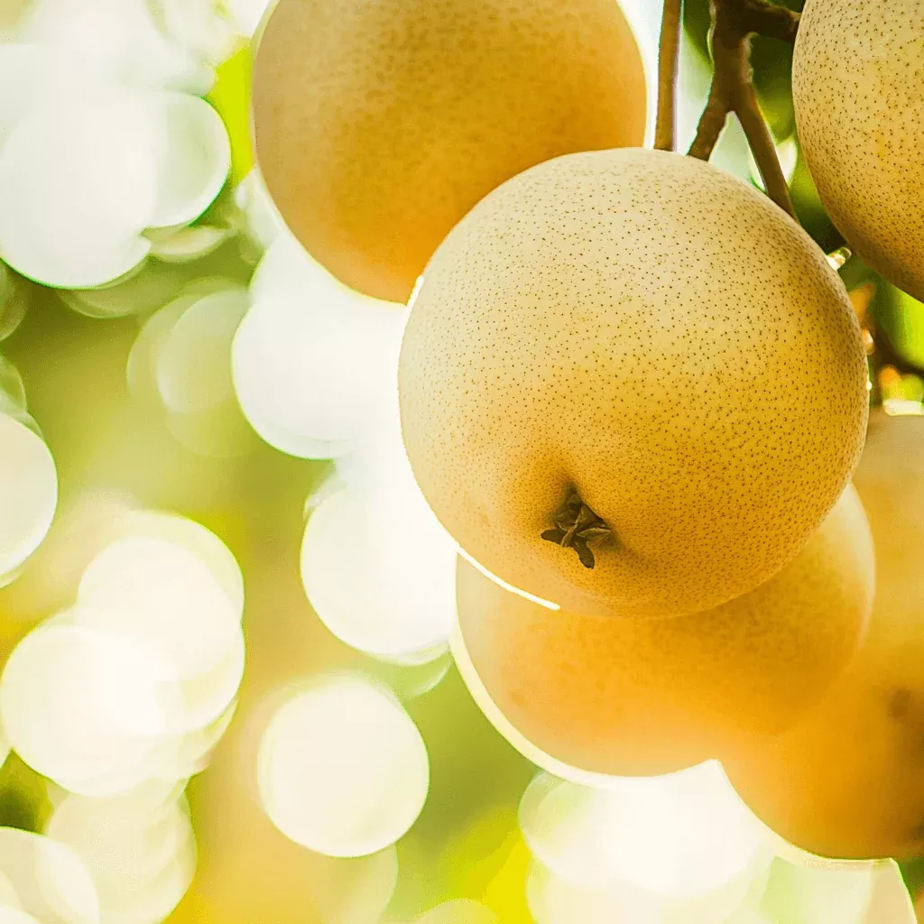 20th-century-asian-pear-tree 20th Century Asian Pear Tree