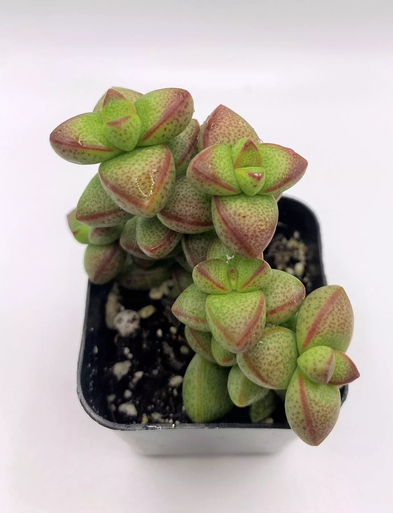 33-crassula-rupestris-monticola #33 Crassula Rupestris Monticola