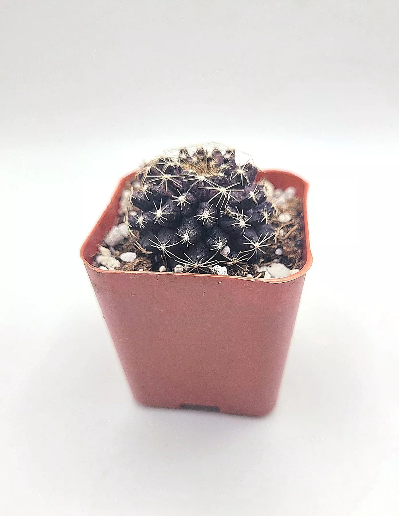 34c-copiapoa-tenuissima #34c Copiapoa Tenuissima