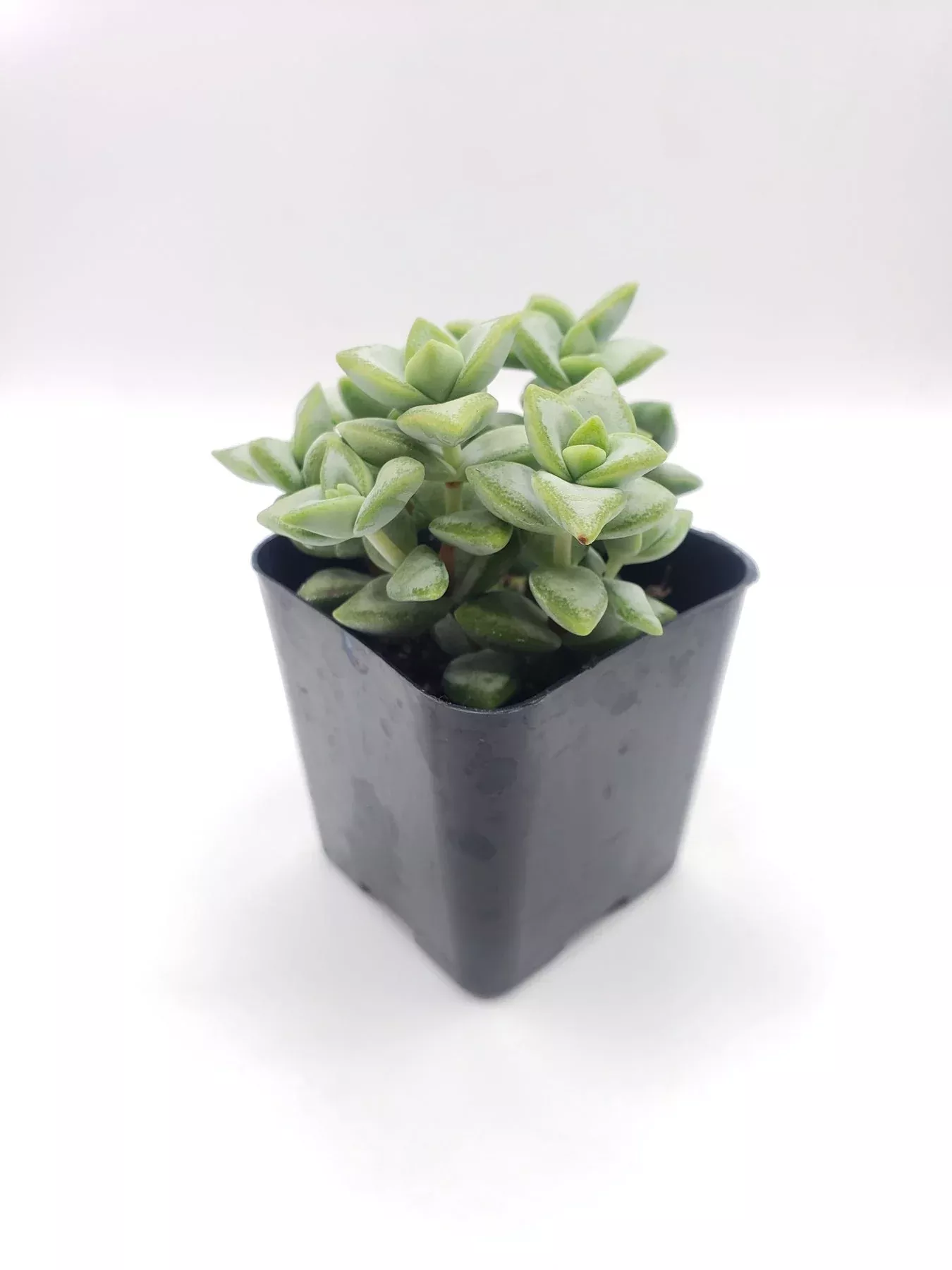 35-crassula-rupestris-cultivar #35 Crassula Rupestris Cultivar