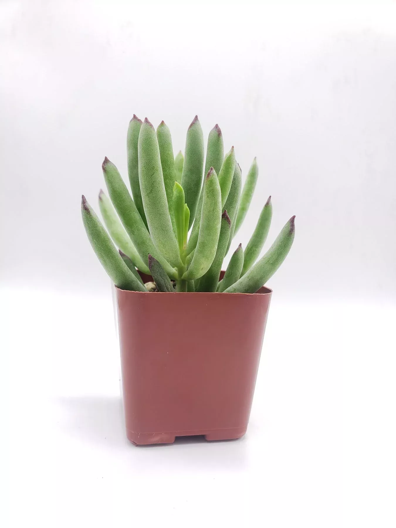 37-cotyledon #37 Cotyledon