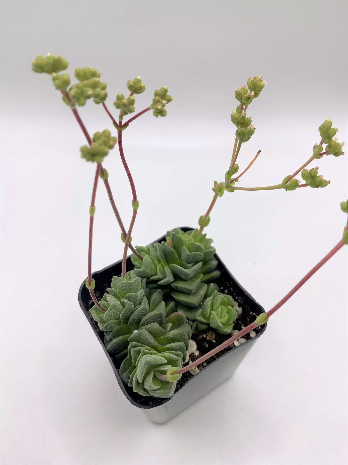 38-crassula-dorothy #38 Crassula Dorothy
