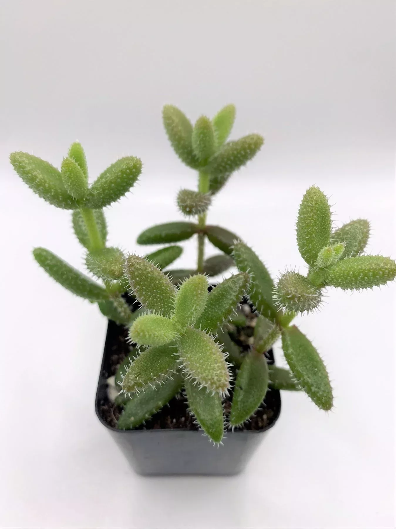 39delosperma-echinatum #39Delosperma echinatum