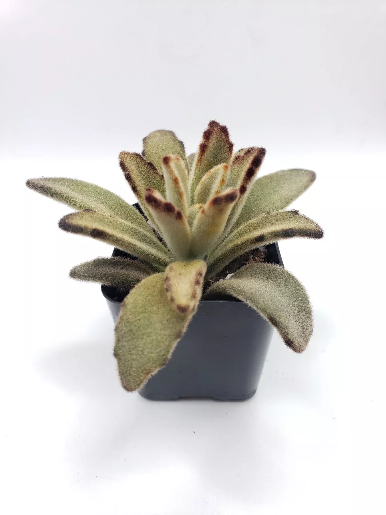 4-kalanchoe-chocolate-soldier-mainly-brown-color #4 Kalanchoe Chocolate Soldier mainly brown color