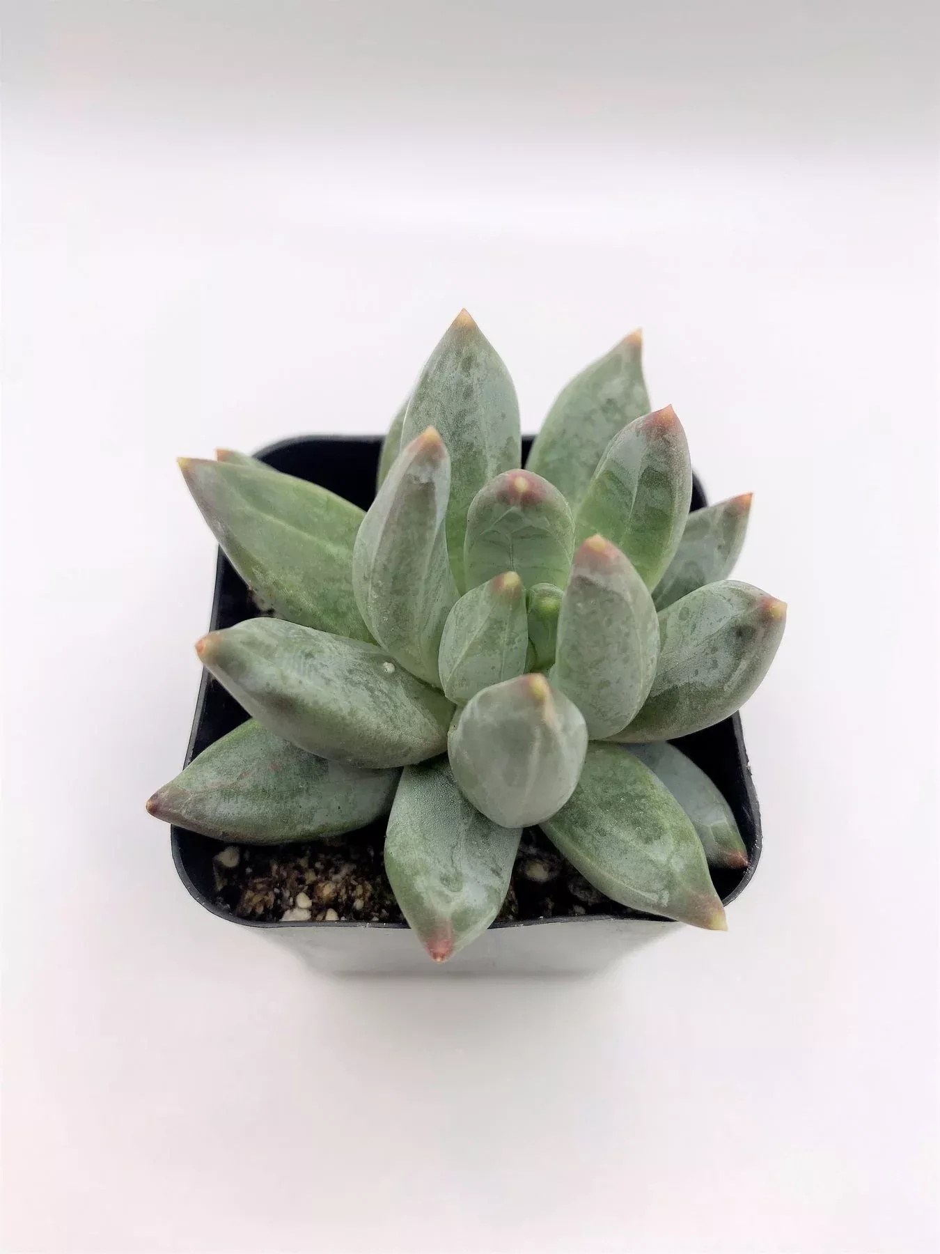 41-pachyveria-glauca-little-jewels #41 Pachyveria glauca Little Jewels