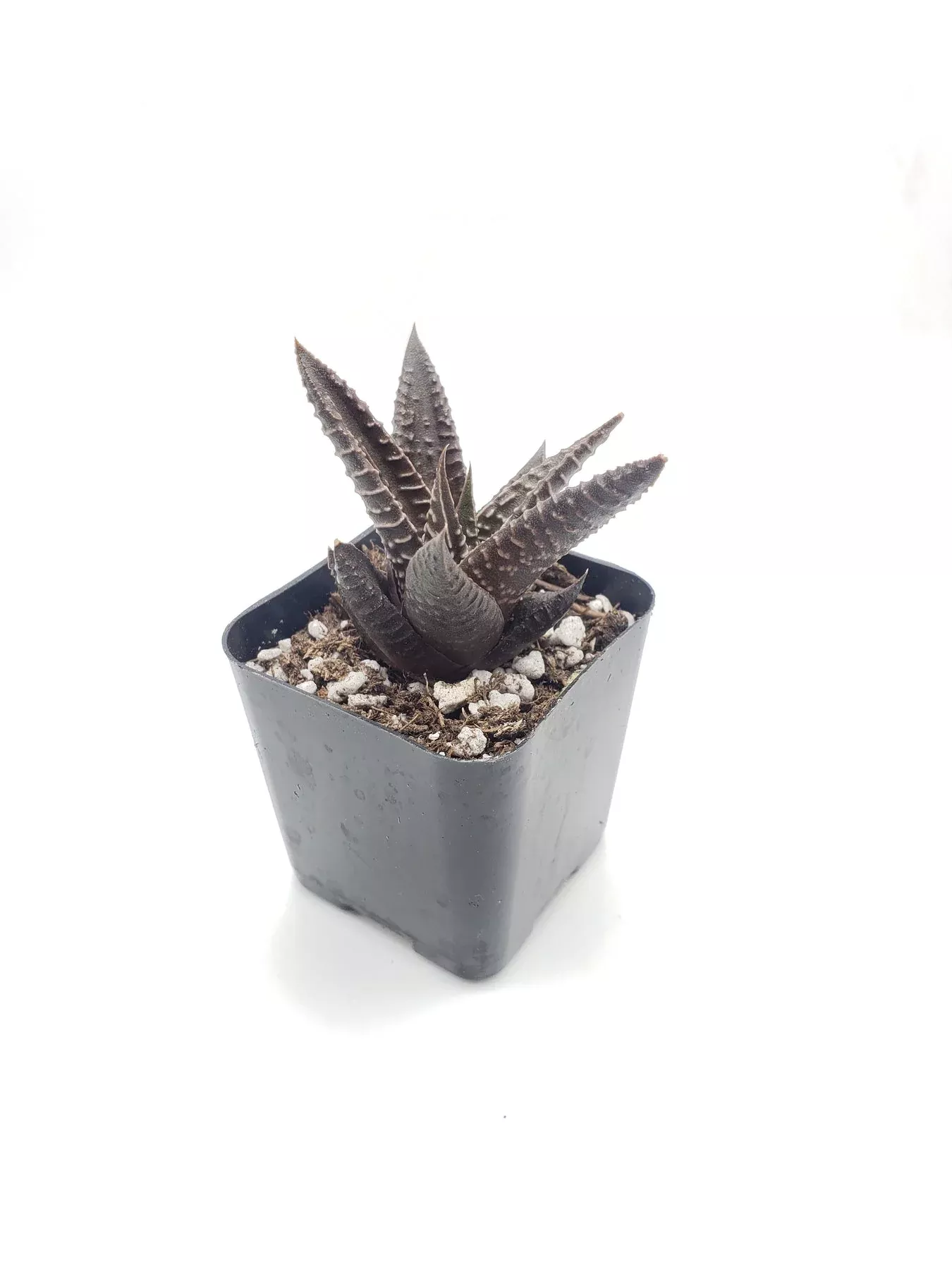 48-haworthia-limifolia-fairy-washboard #48 Haworthia Limifolia Fairy Washboard