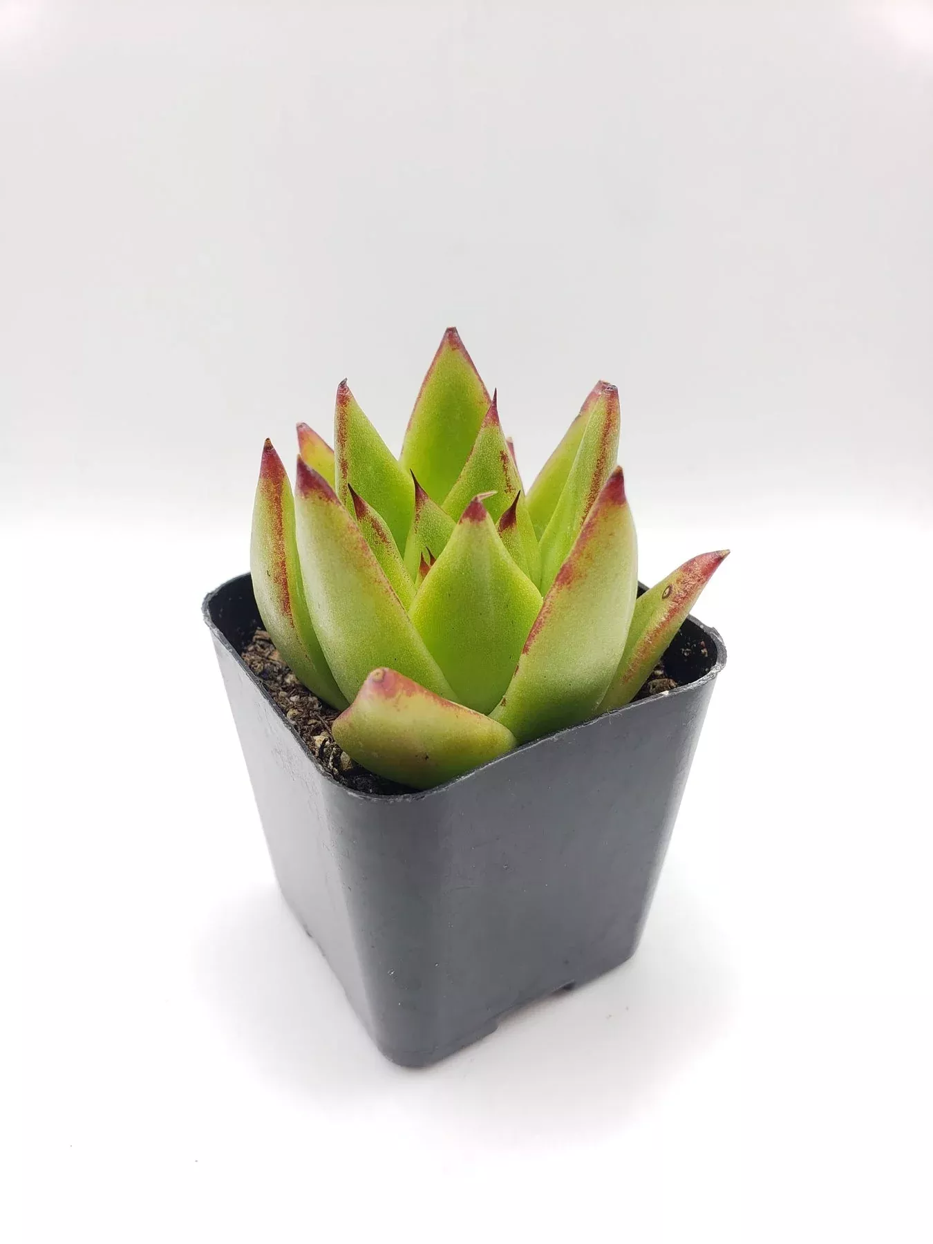52-echeveria-agavoides-lipstick #52 Echeveria agavoides lipstick