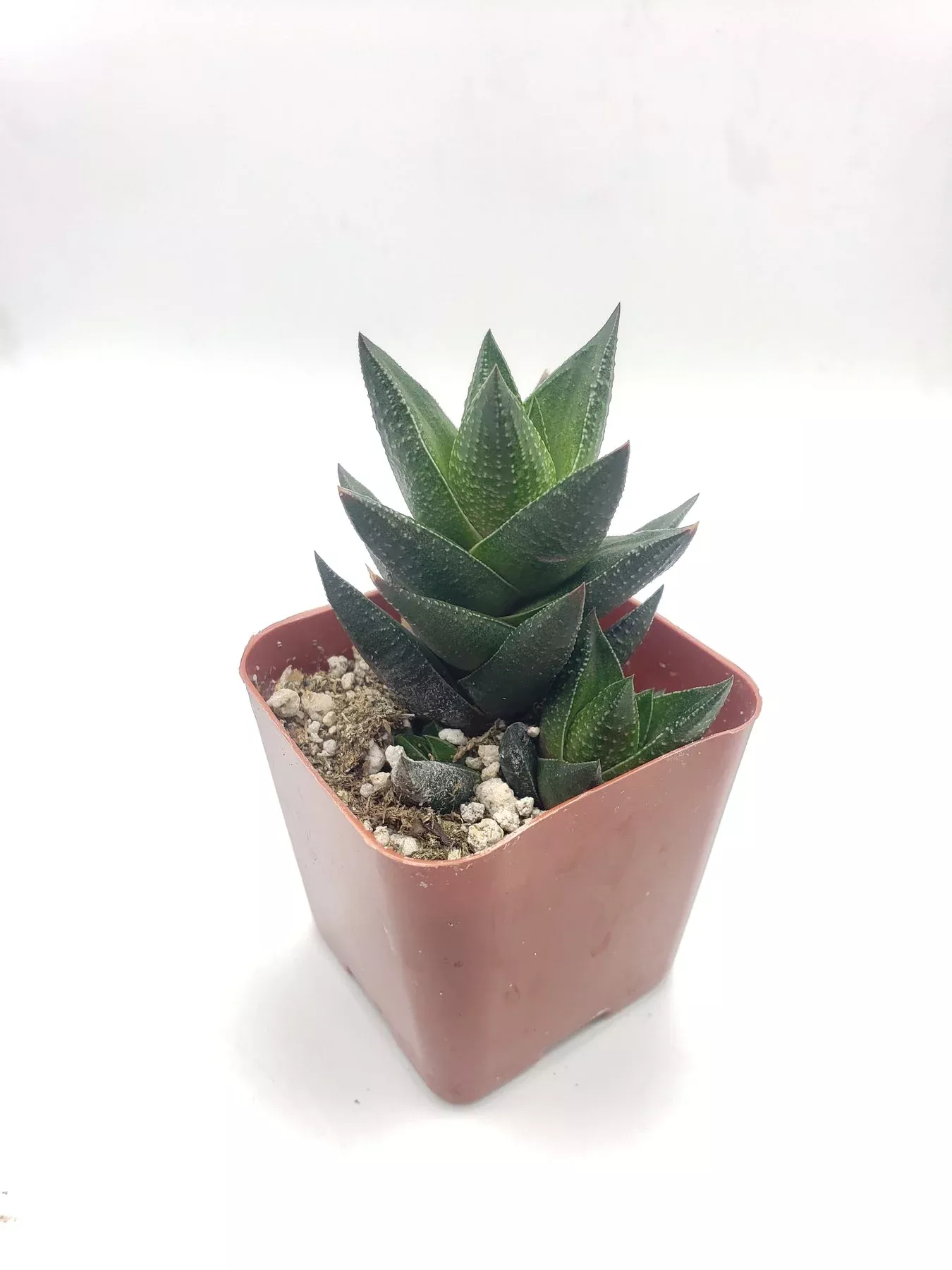 58-haworthia-resendeana #58 Haworthia resendeana