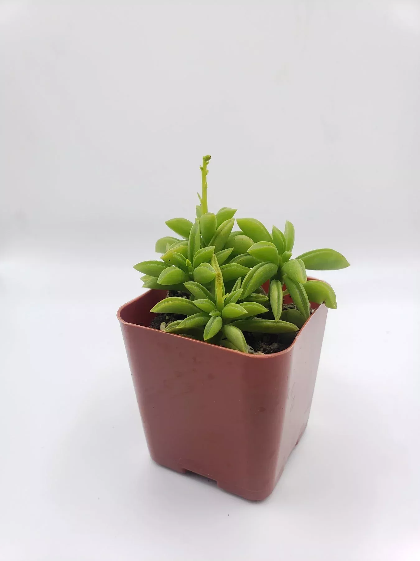 78-peperomia-axillaries #78 Peperomia Axillaries