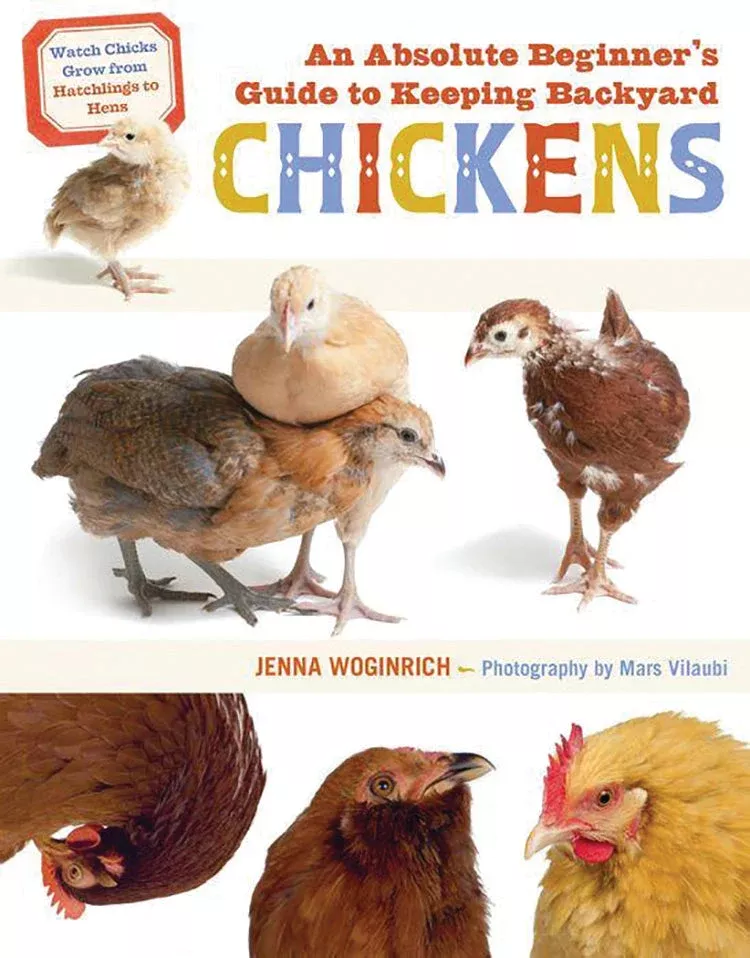 absolute-beginner-s-guide-to-keeping-backyard-chickens An Absolute Beginner's Guide to Keeping Backyard Chickens