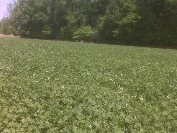 advantage-ladino-clover-seed-1-lb Advantage Ladino Clover Seed - 1 Lb.