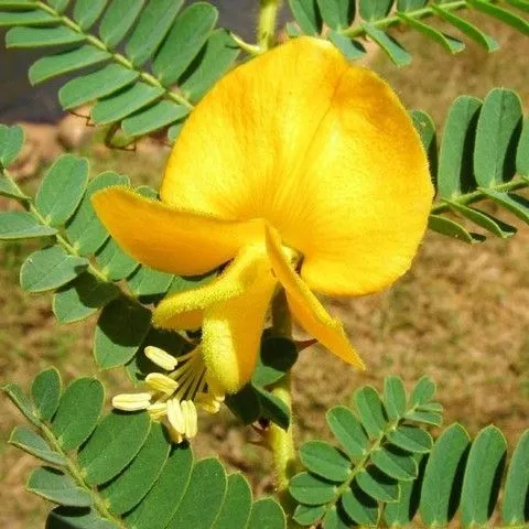 aeschynomene-un-hulled-seed-deer-vetch Aeschynomene Un-Hulled Seed (Deer Vetch)