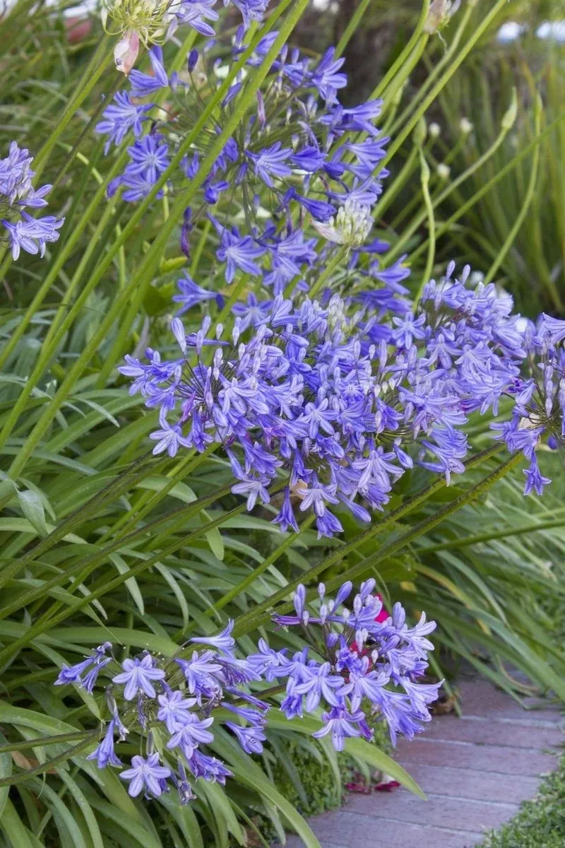 agapanthus-queen-ann Agapanthus, Queen Ann