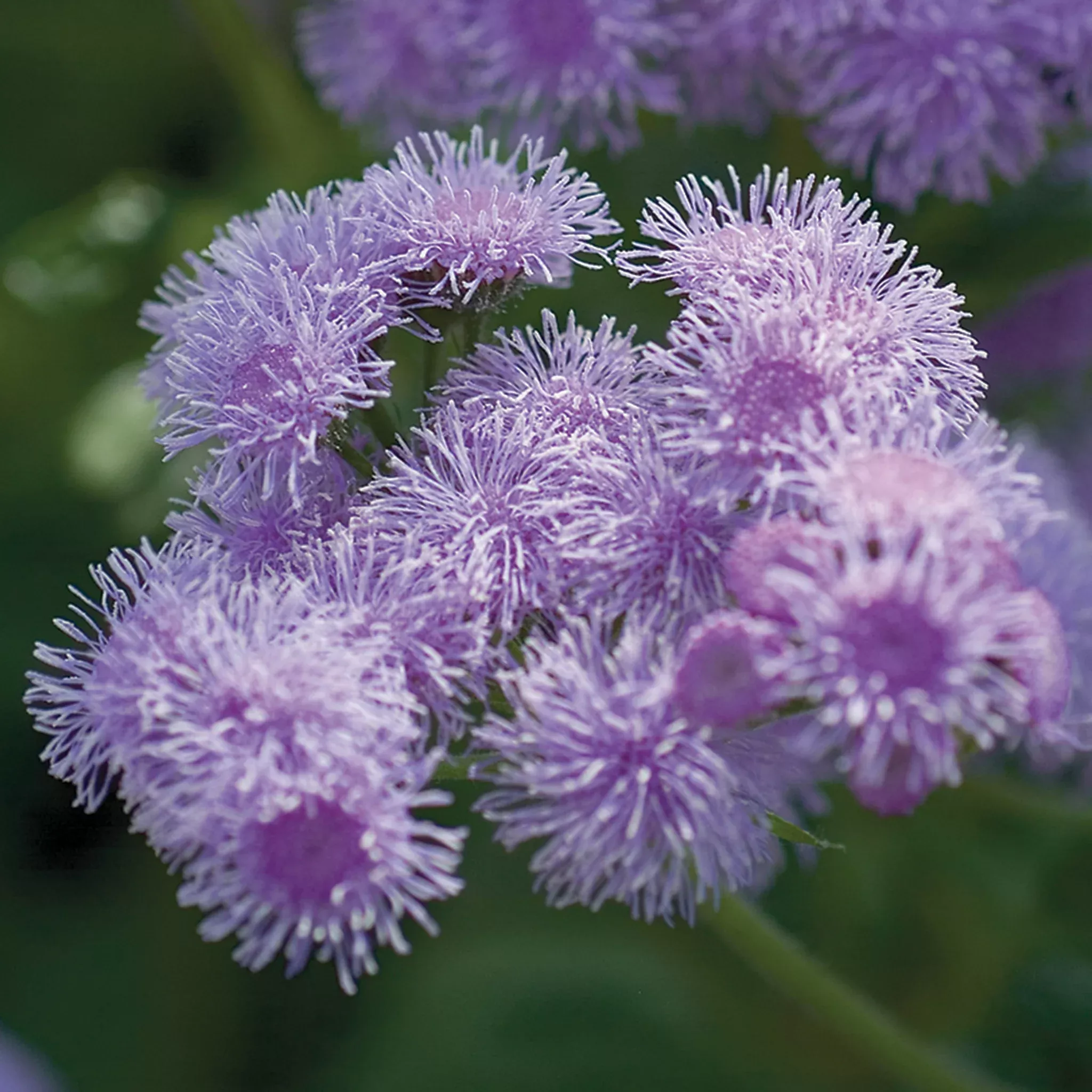 ageratum-blue-horizon-hybrid Ageratum, Blue Horizon Hybrid