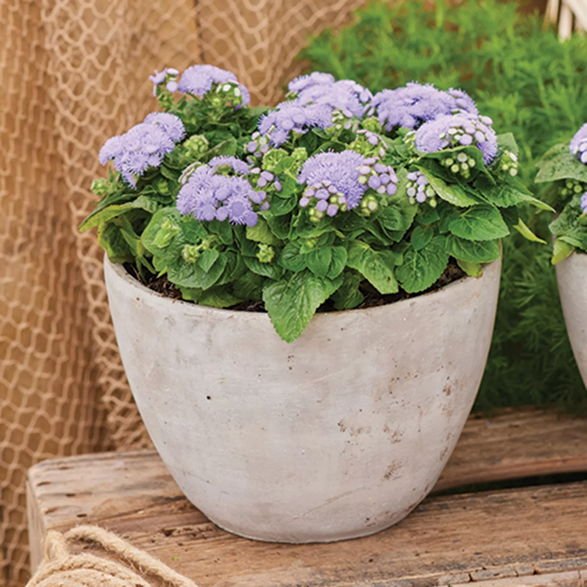 ageratum-kona-blue-hybrid Ageratum, Kona Blue Hybrid