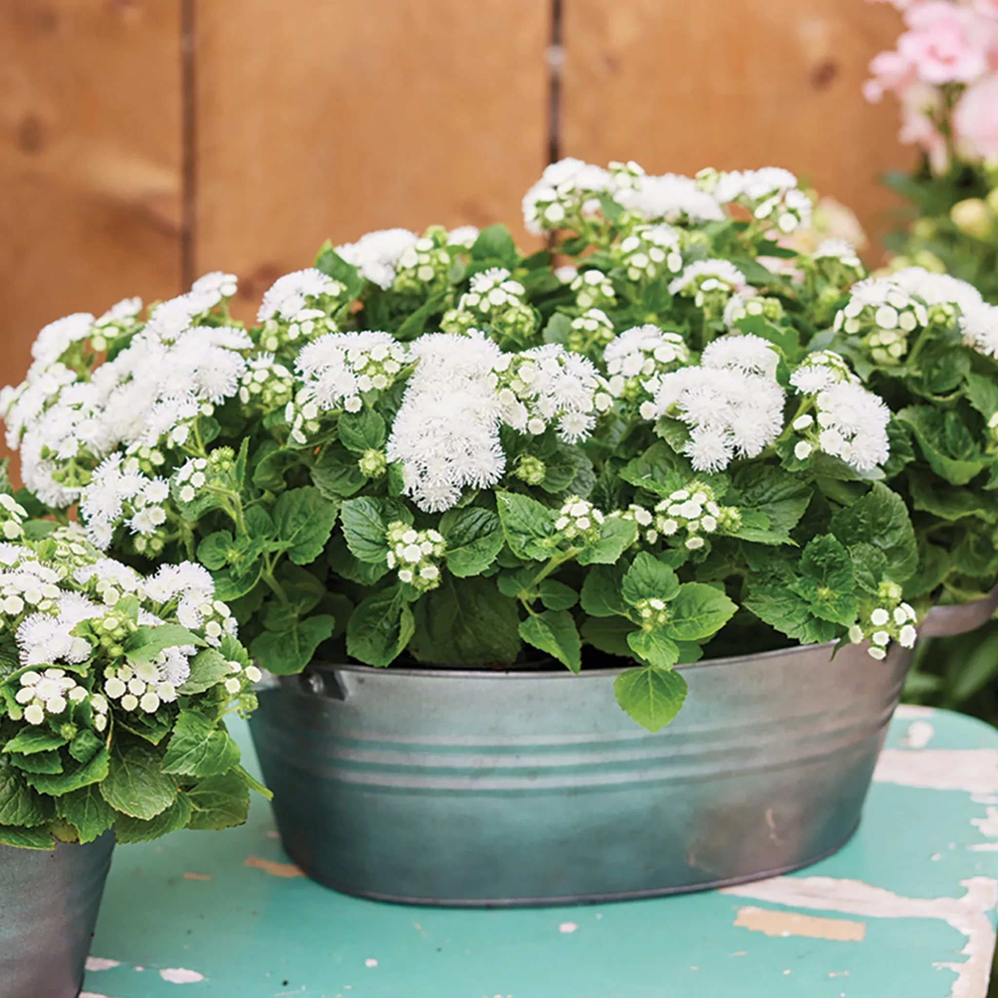 ageratum-kona-white-hybrid Ageratum, Kona White Hybrid