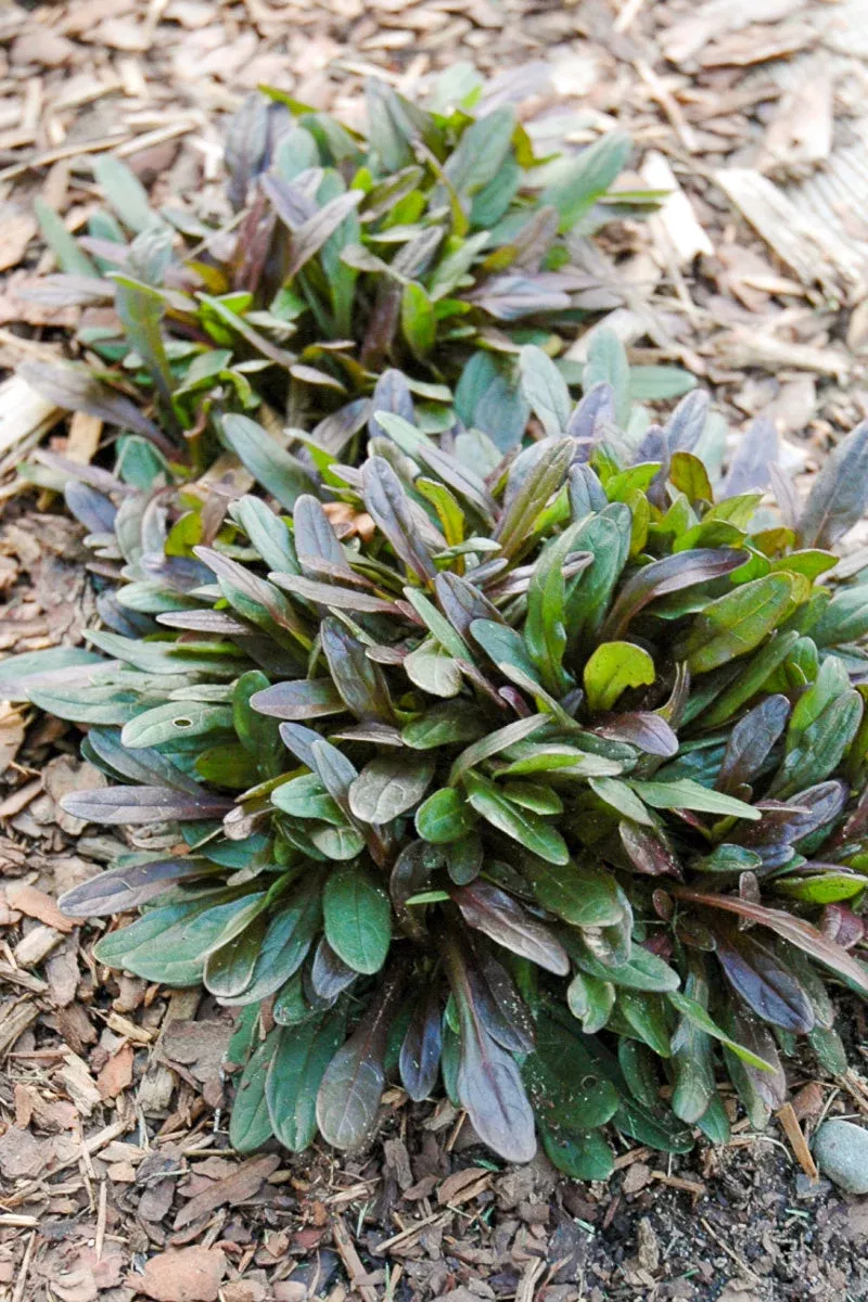 ajuga-chocolate-chip Ajuga, Chocolate Chip