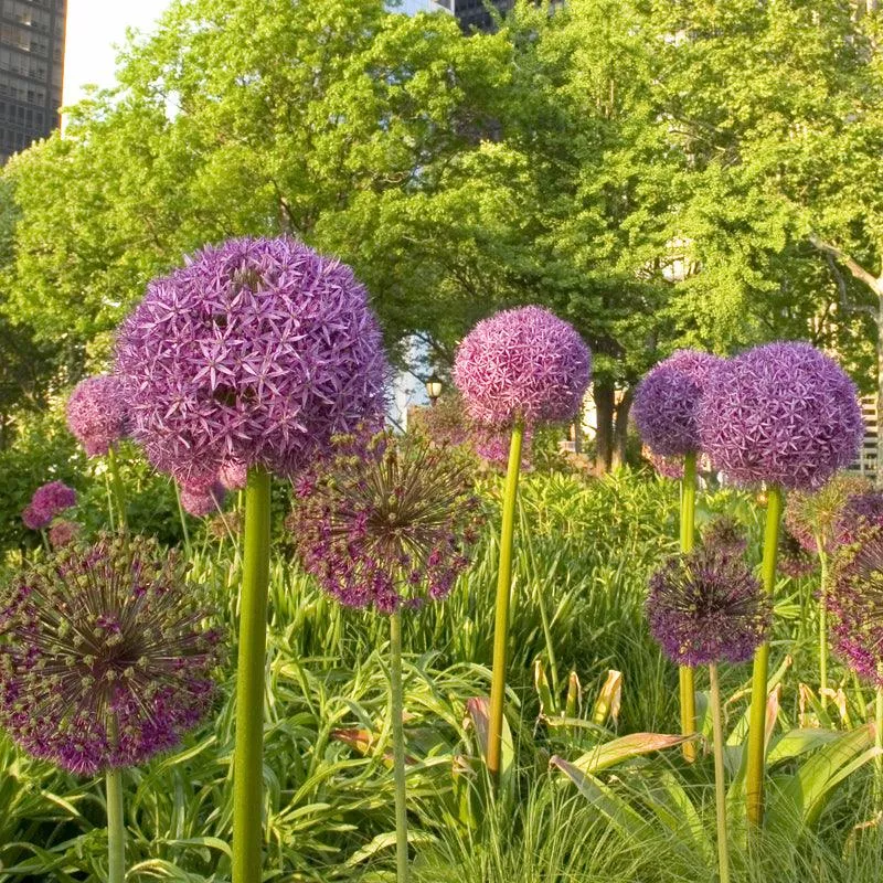 allium-purple-sensation-pack-8 Allium Purple Sensation (Pack of 8)