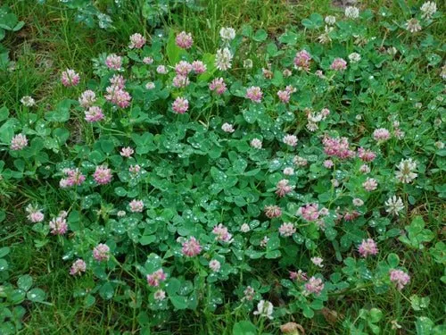 alsike-clover-seed-50-lbs Alsike Clover Seed - 50 Lbs.