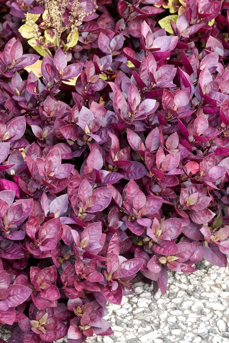 alternanthera-purple-prince Alternanthera, Purple Prince
