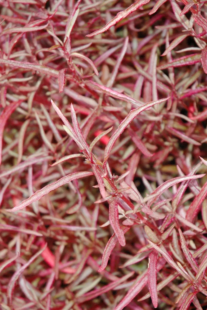 alternanthera-red-thread Alternanthera, Red Thread