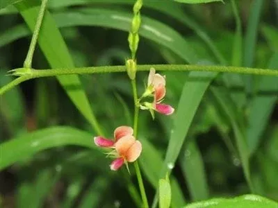 alyce-clover-seed Alyce Clover Seed