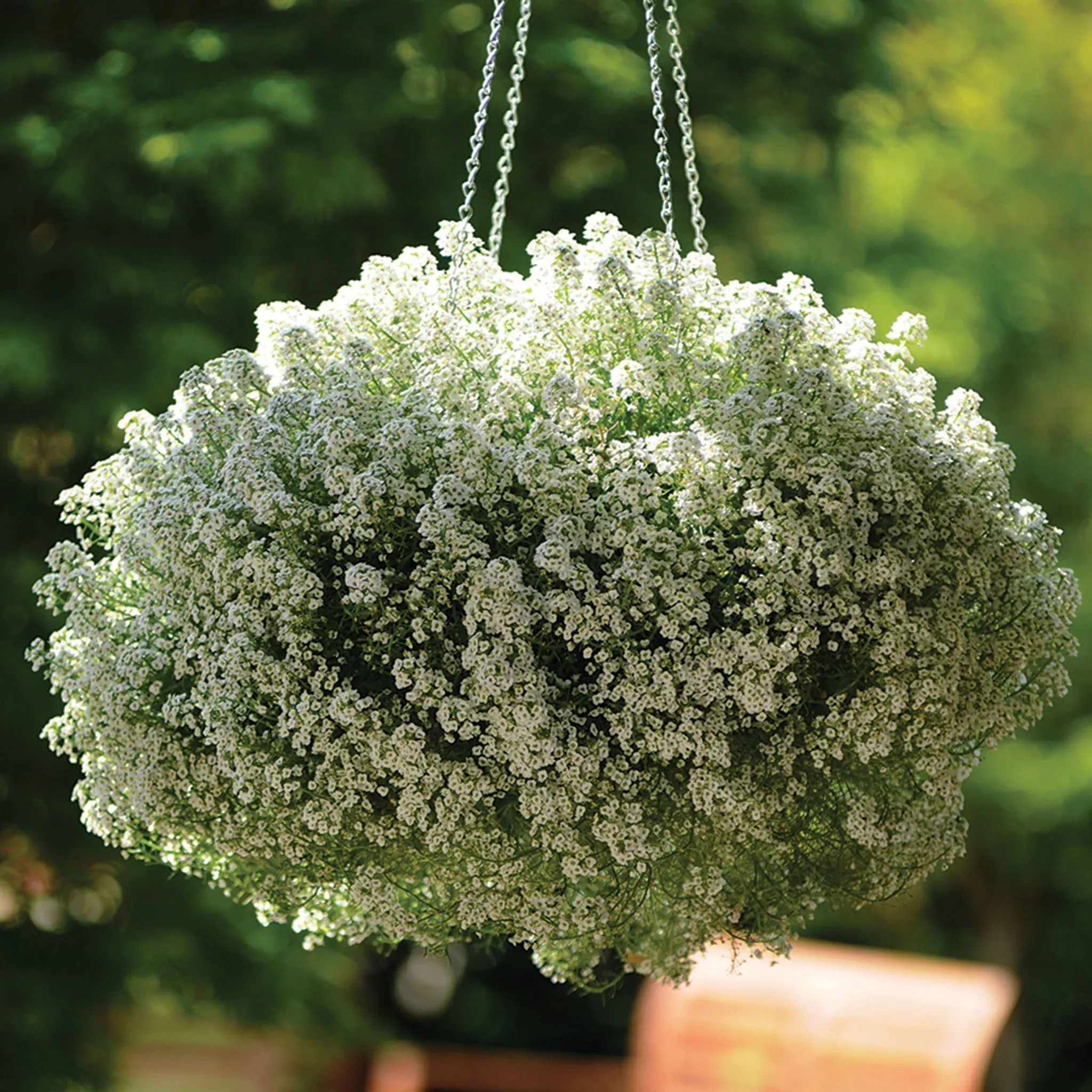 alyssum-clear-crystal-white Alyssum, Clear Crystal White