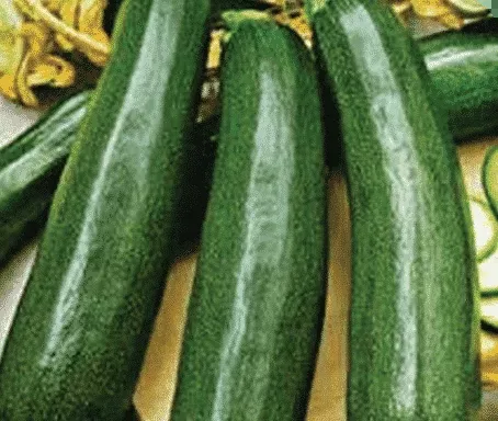 ambassador-hybrid-zucchini-squash-seeds Ambassador Hybrid Zucchini Squash Seeds