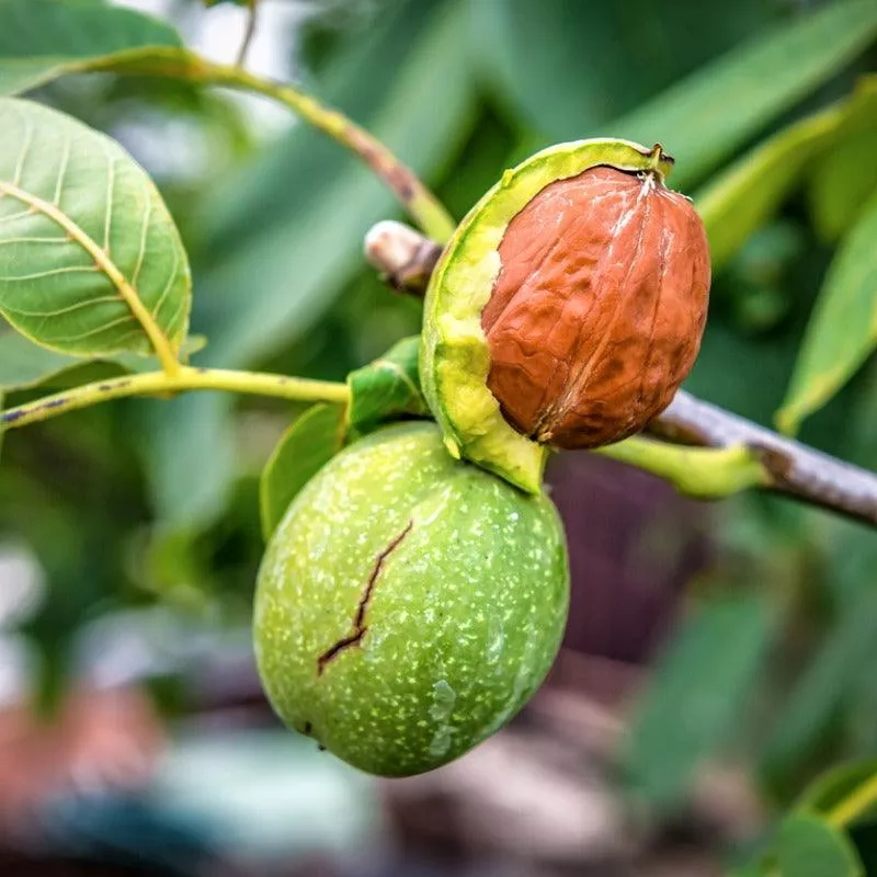 ambassador-walnut-tree Ambassador Walnut Tree