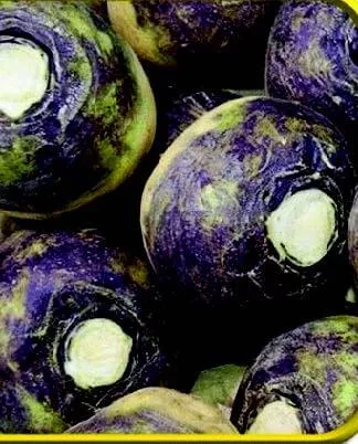 american-purple-top-rutabaga-seeds American Purple Top Rutabaga Seeds