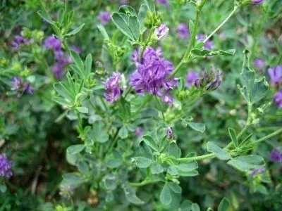 ameristand-803t-alfalfa-seed-discontinued Ameristand 803T Alfalfa Seed (Discontinued)