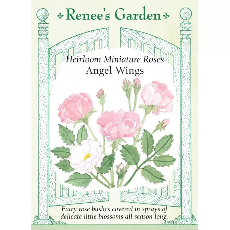 ‘Angel Wings’ Heirloom Miniature Rose Seeds