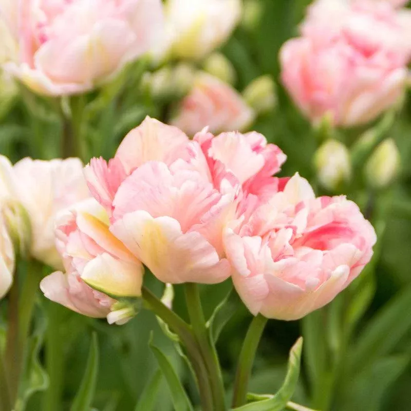angelique-double-late-tulip-bulbs-pack-8 "Angelique" Double Late Tulip Bulbs (Pack of 8)