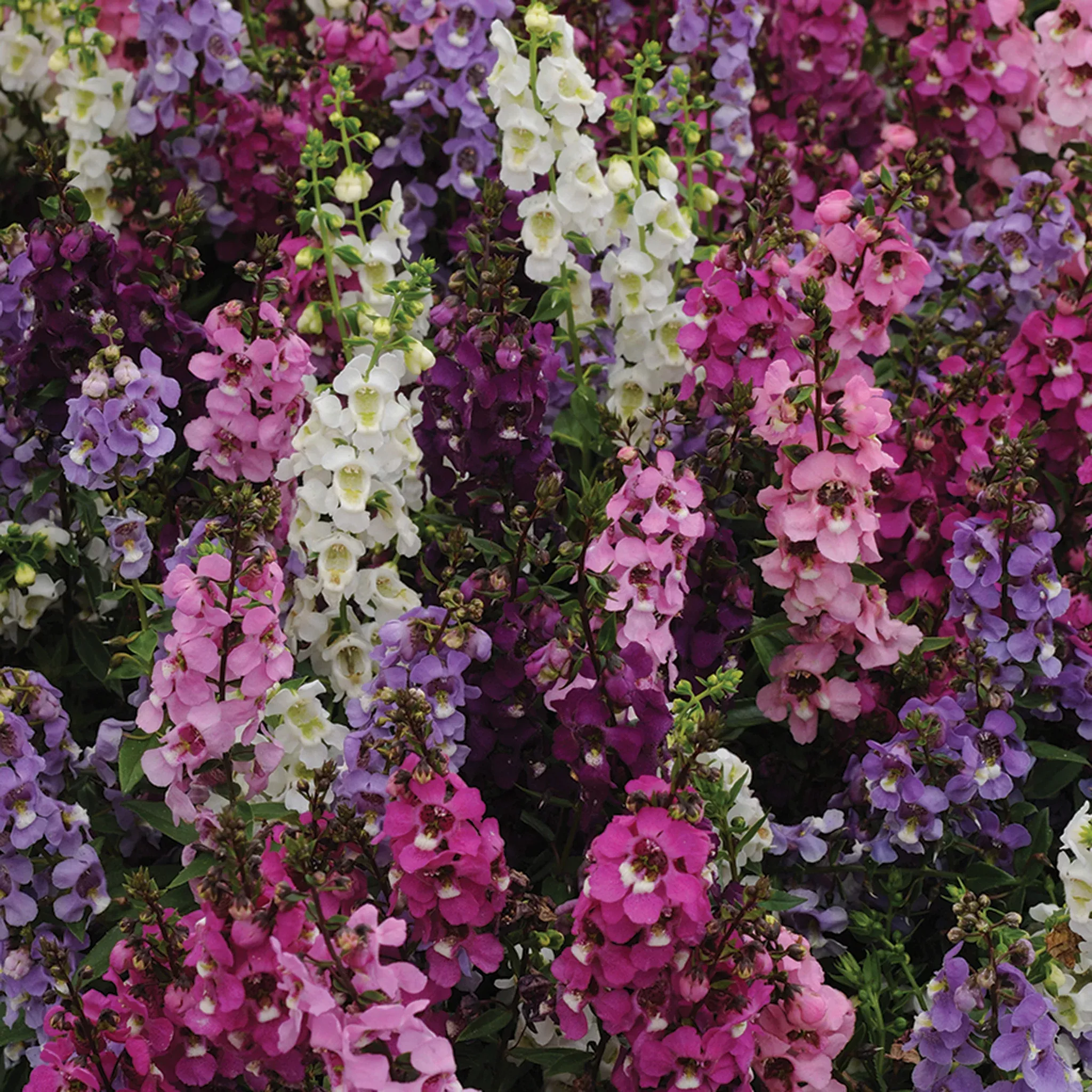 angelonia-serenita-mix-hybrid Angelonia, Serenita Mix Hybrid
