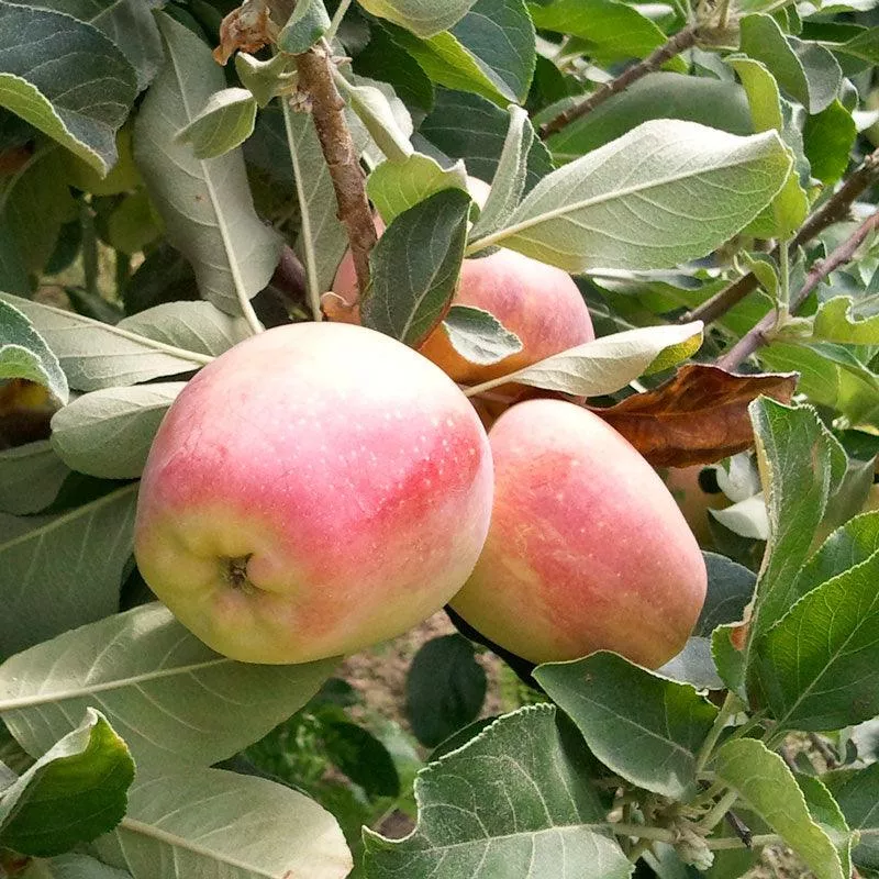 anna-apple-tree Anna Apple Tree