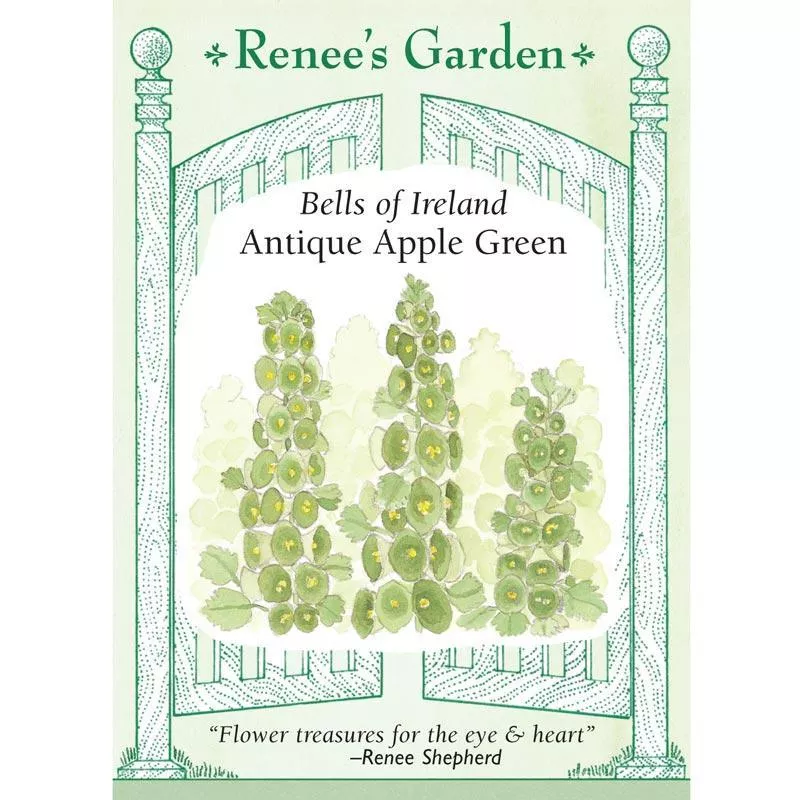 ‘Antique Apple Green’ Heirloom Bells of Ireland Seeds