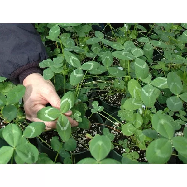 apache-arrowleaf-clover-seed Apache Arrowleaf Clover Seed