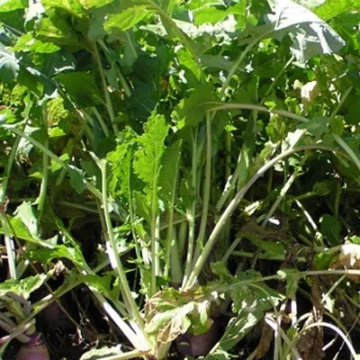 appin-turnip-seed Appin Turnip Seed