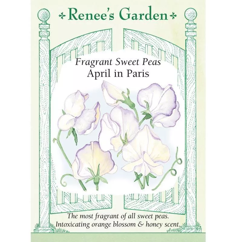 ‘April in Paris’ Fragrant Sweet Pea Seeds