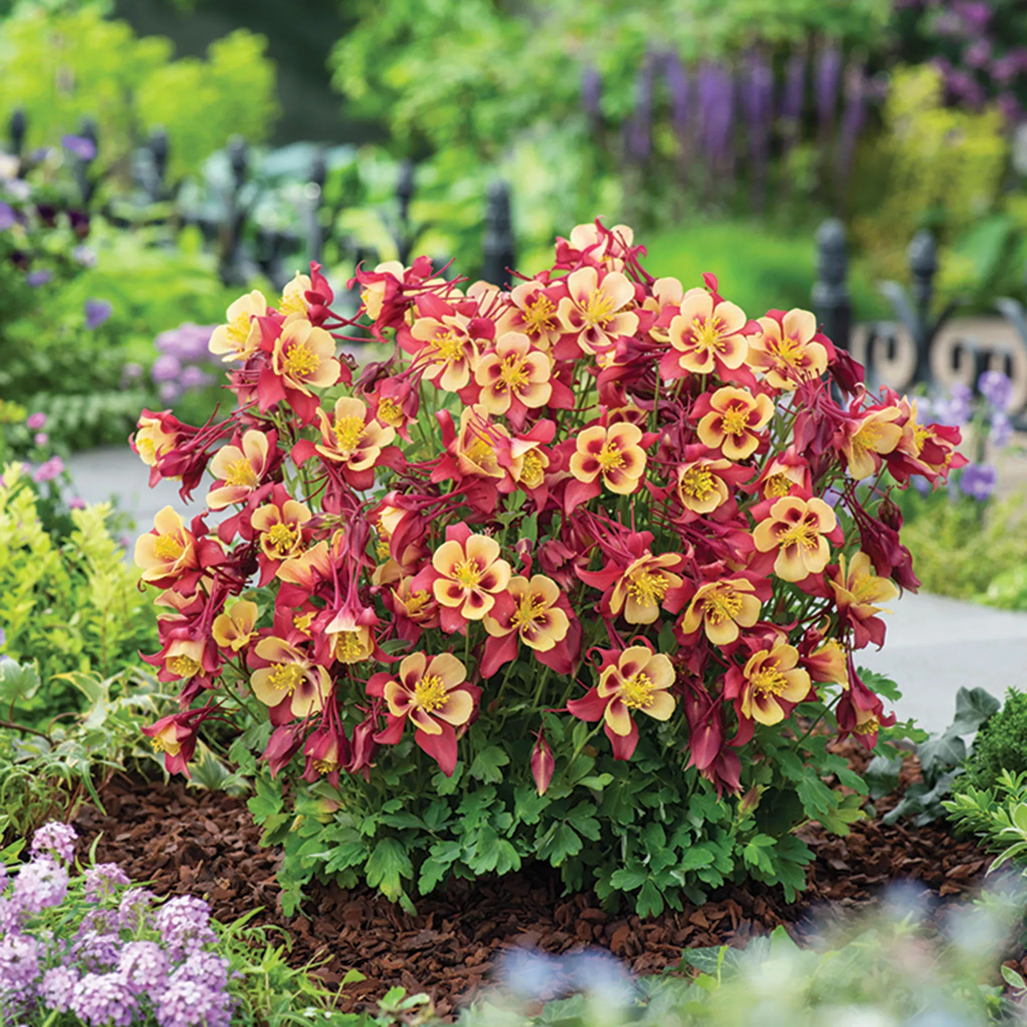 aquilegia-earlybird-red-yellow-hybrid Aquilegia, Earlybird™ Red Yellow Hybrid